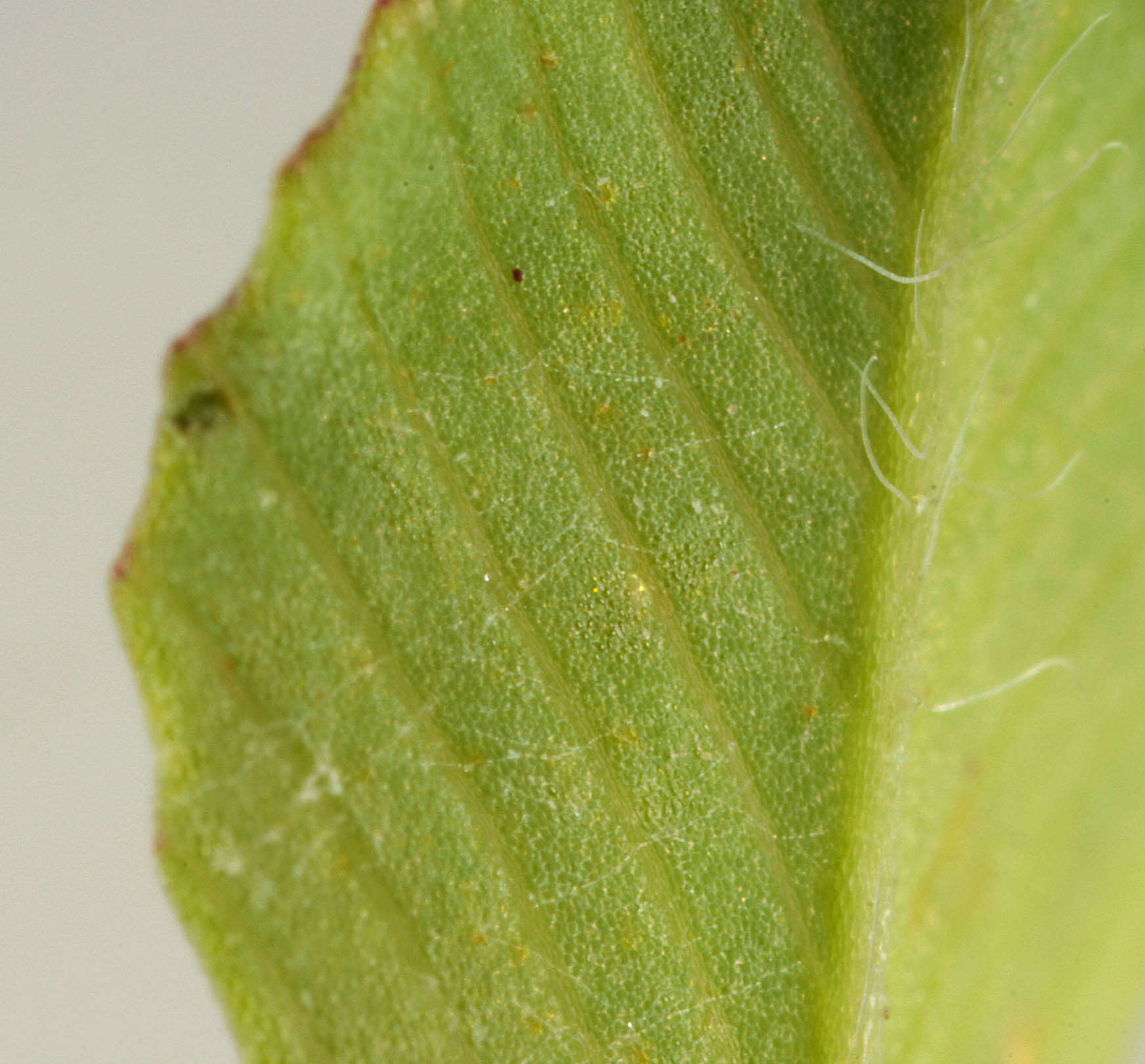 Image of field clover