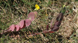 Image of yellow pea