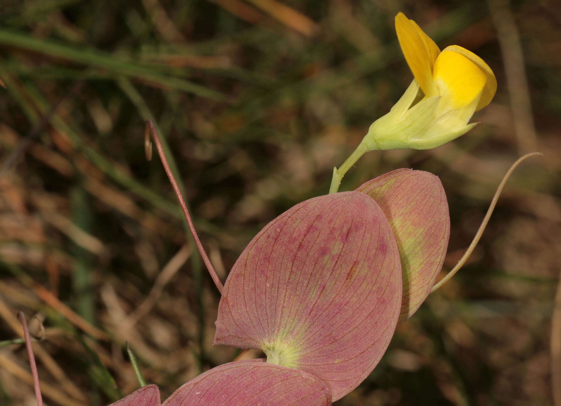 Image of yellow pea