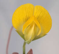 Image of yellow pea
