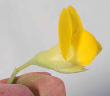 Image of yellow pea