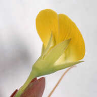 Image of yellow pea