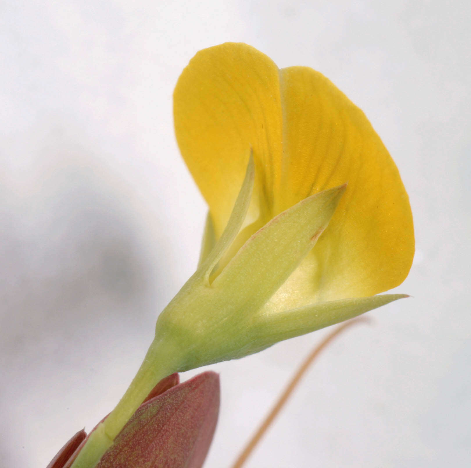 Image of yellow pea