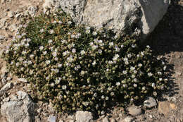 Image of Satin-Flower