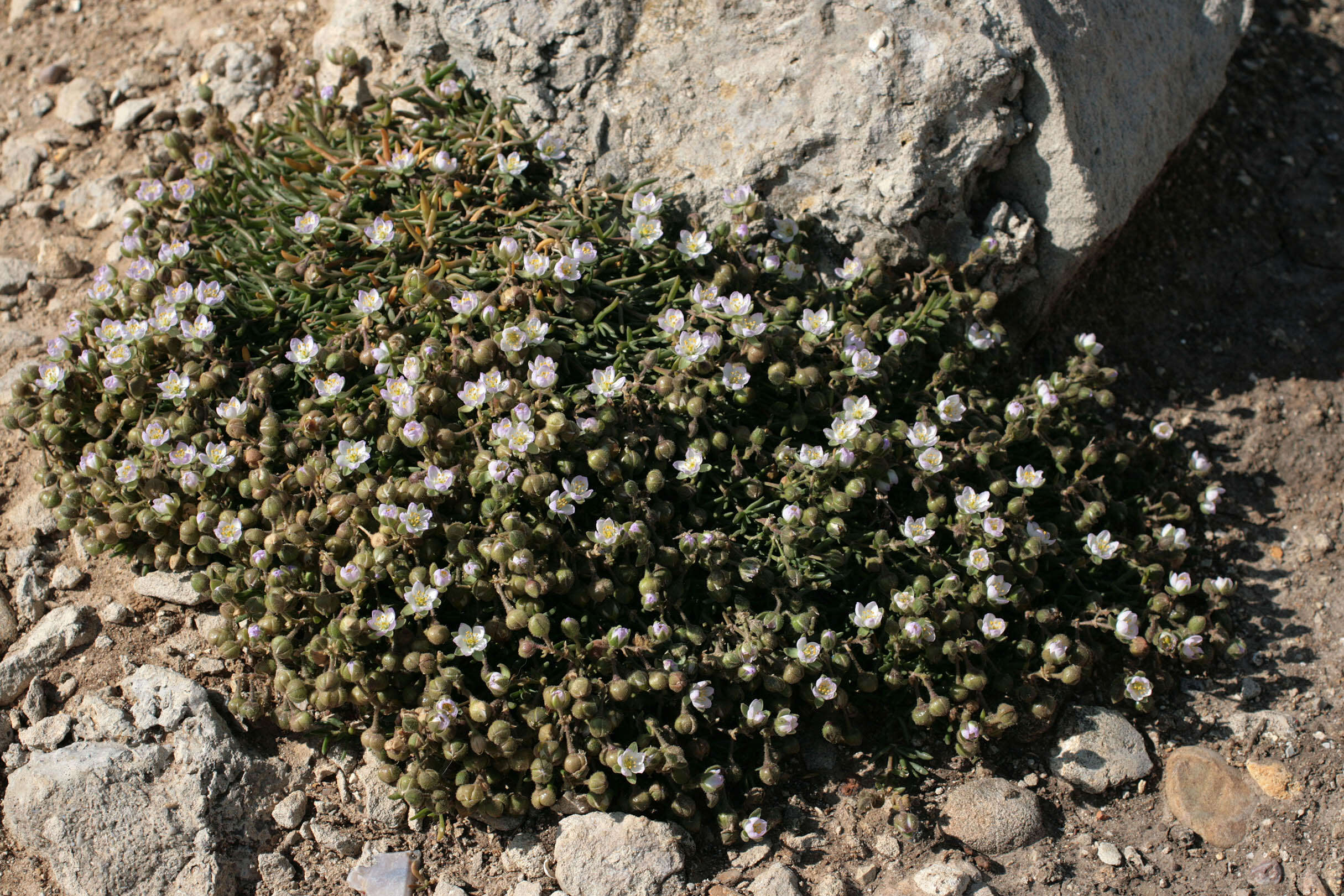 Image of Satin-Flower