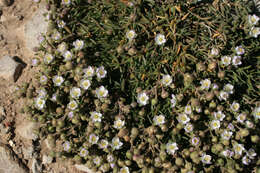 Image of Satin-Flower
