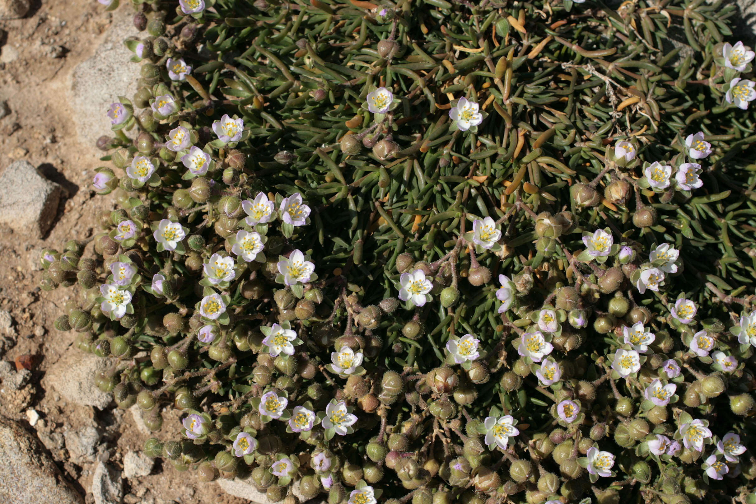 Image of Satin-Flower