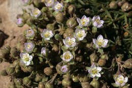 Image of Satin-Flower