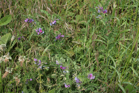 Imagem de Vicia sativa subsp. sativa