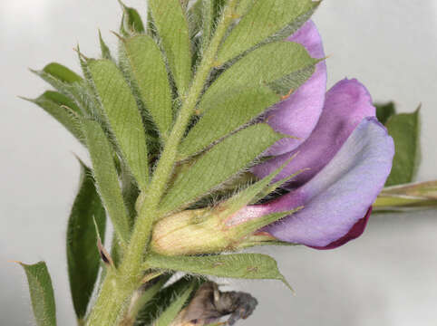 Image of garden vetch