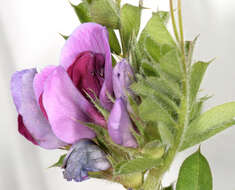 Image of garden vetch