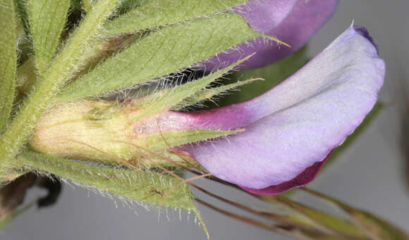 Imagem de Vicia sativa subsp. sativa