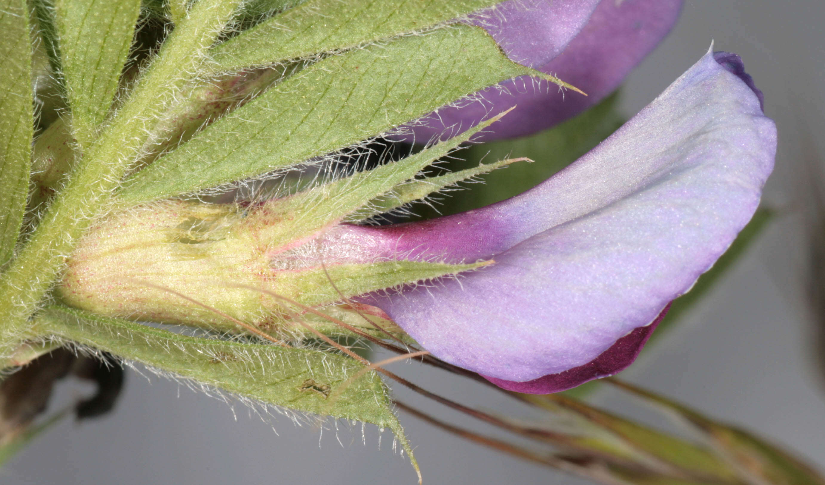 Image of garden vetch