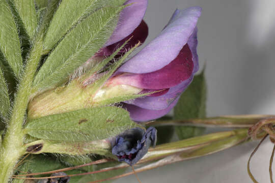 Image of garden vetch