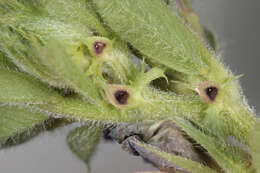 Image of garden vetch