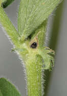 Image of garden vetch