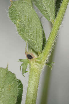 Image of garden vetch