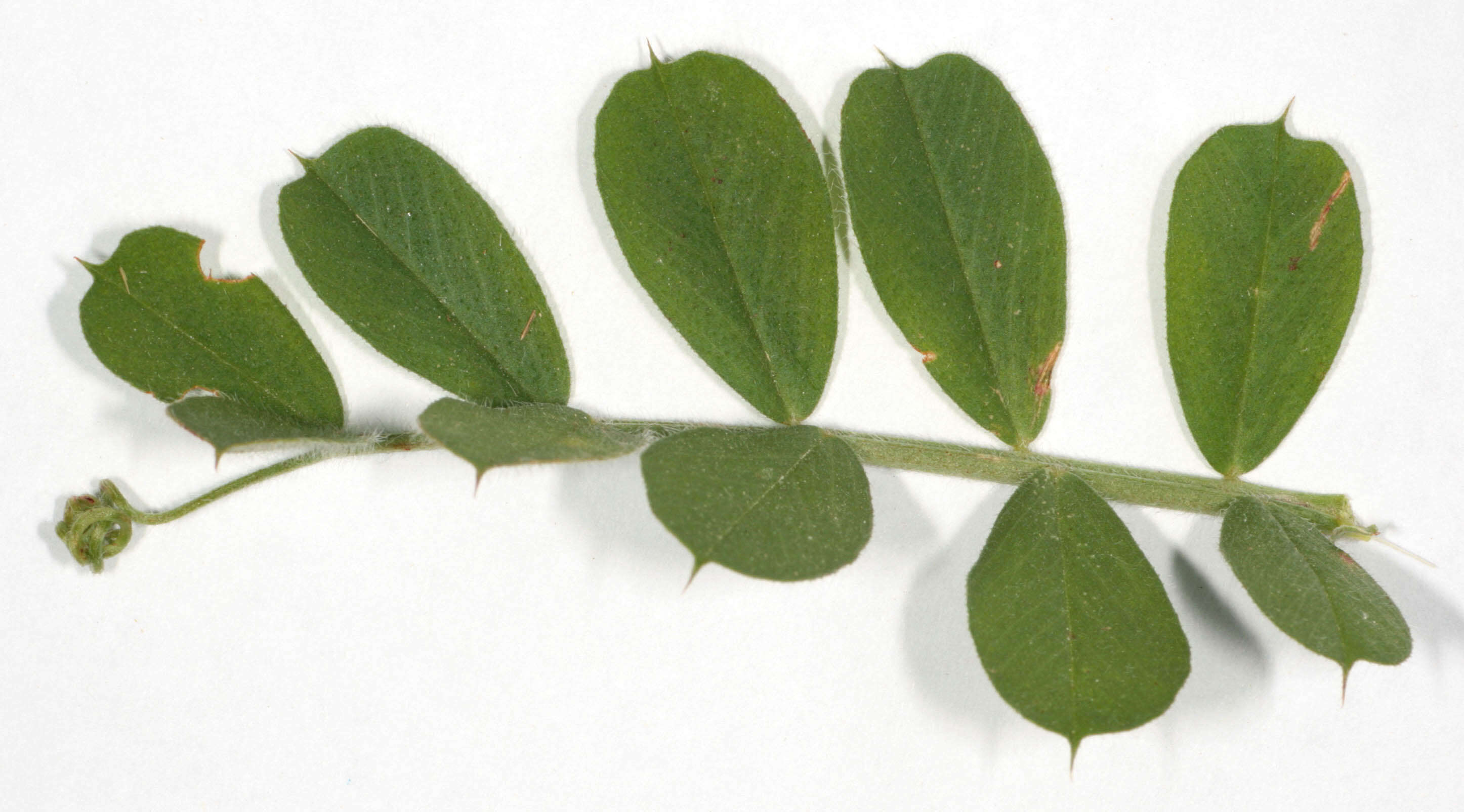 Imagem de Vicia sativa subsp. sativa