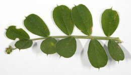 Imagem de Vicia sativa subsp. sativa