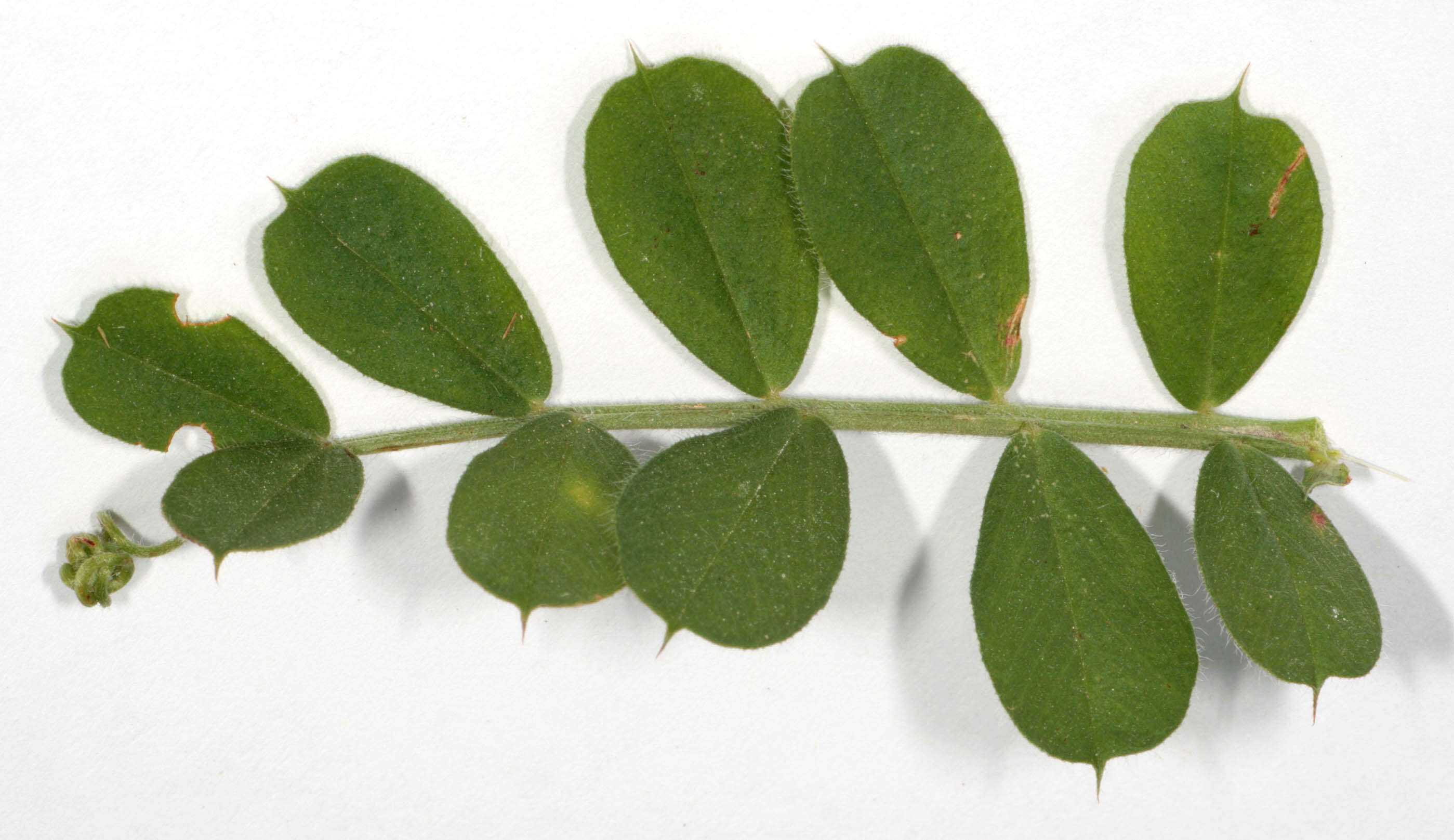 Imagem de Vicia sativa subsp. sativa