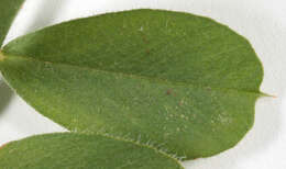 Imagem de Vicia sativa subsp. sativa