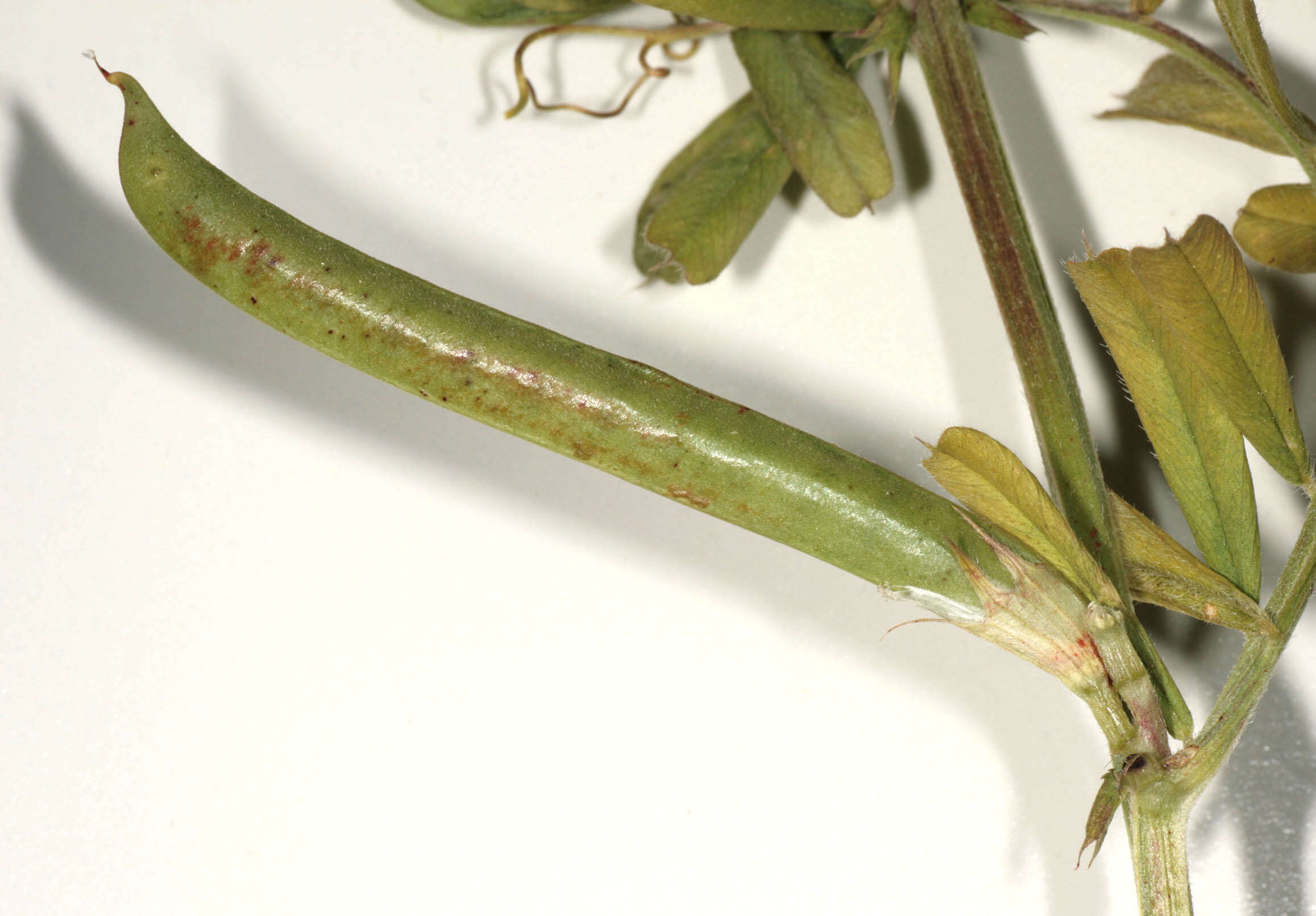 Image of garden vetch