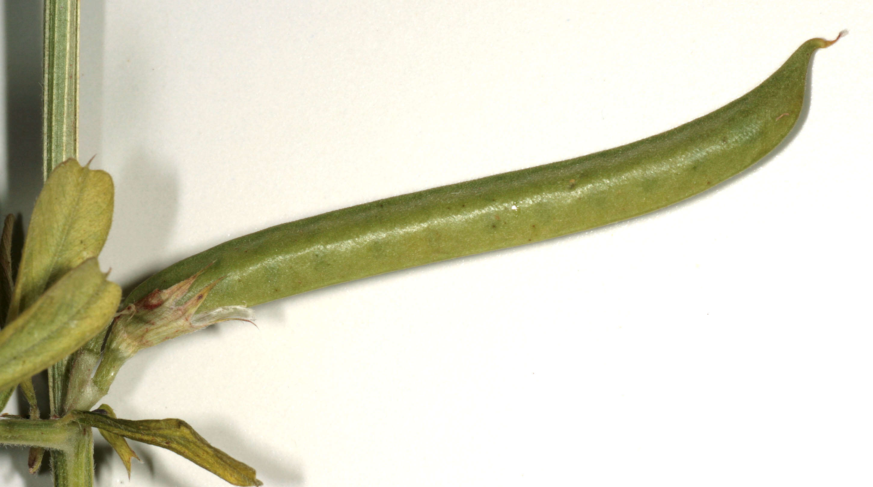 Image of garden vetch