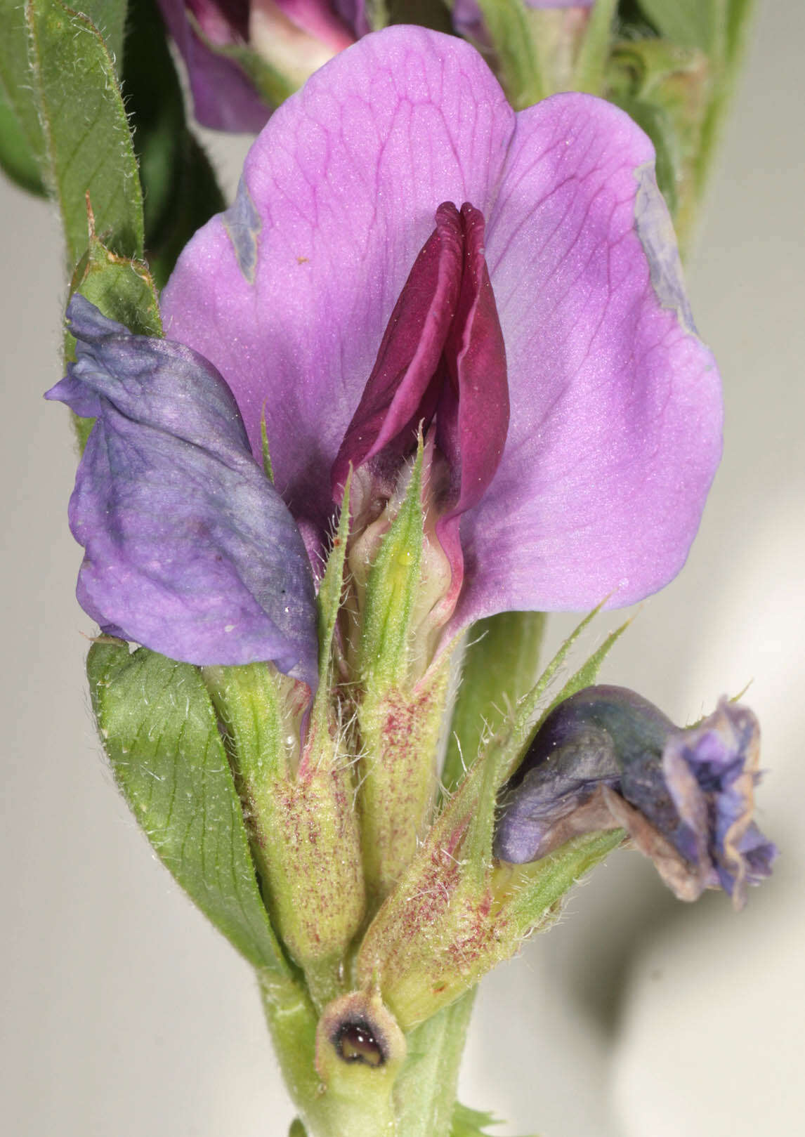 Image of garden vetch