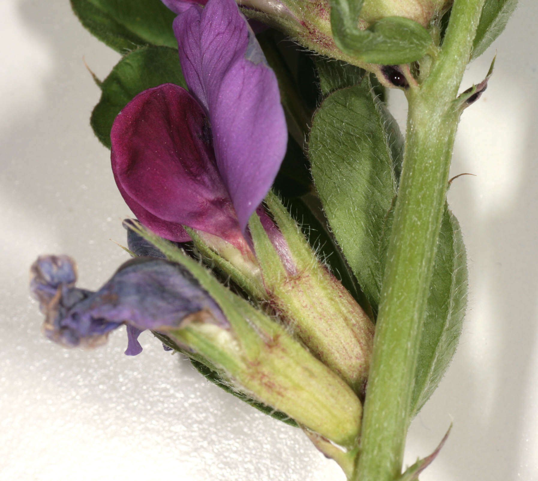 Image of garden vetch