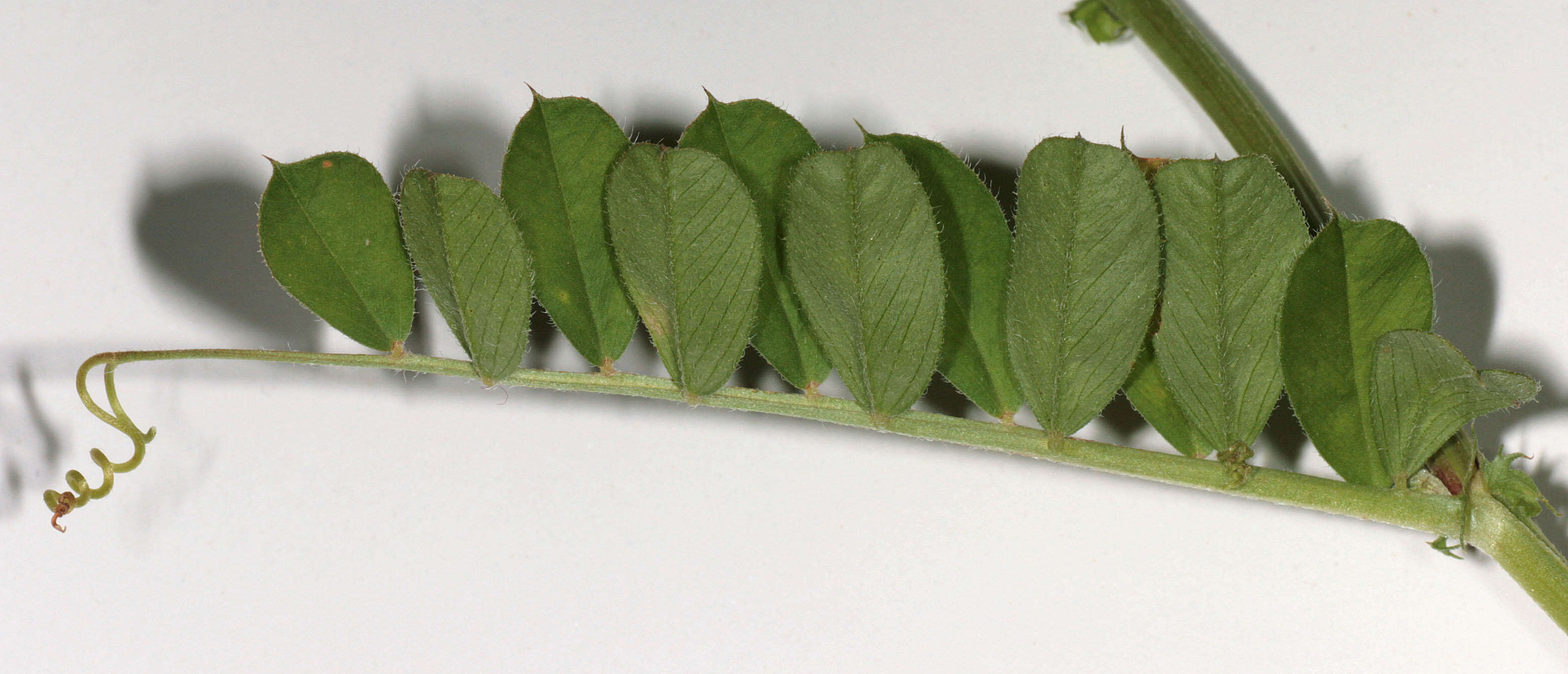 Image of garden vetch