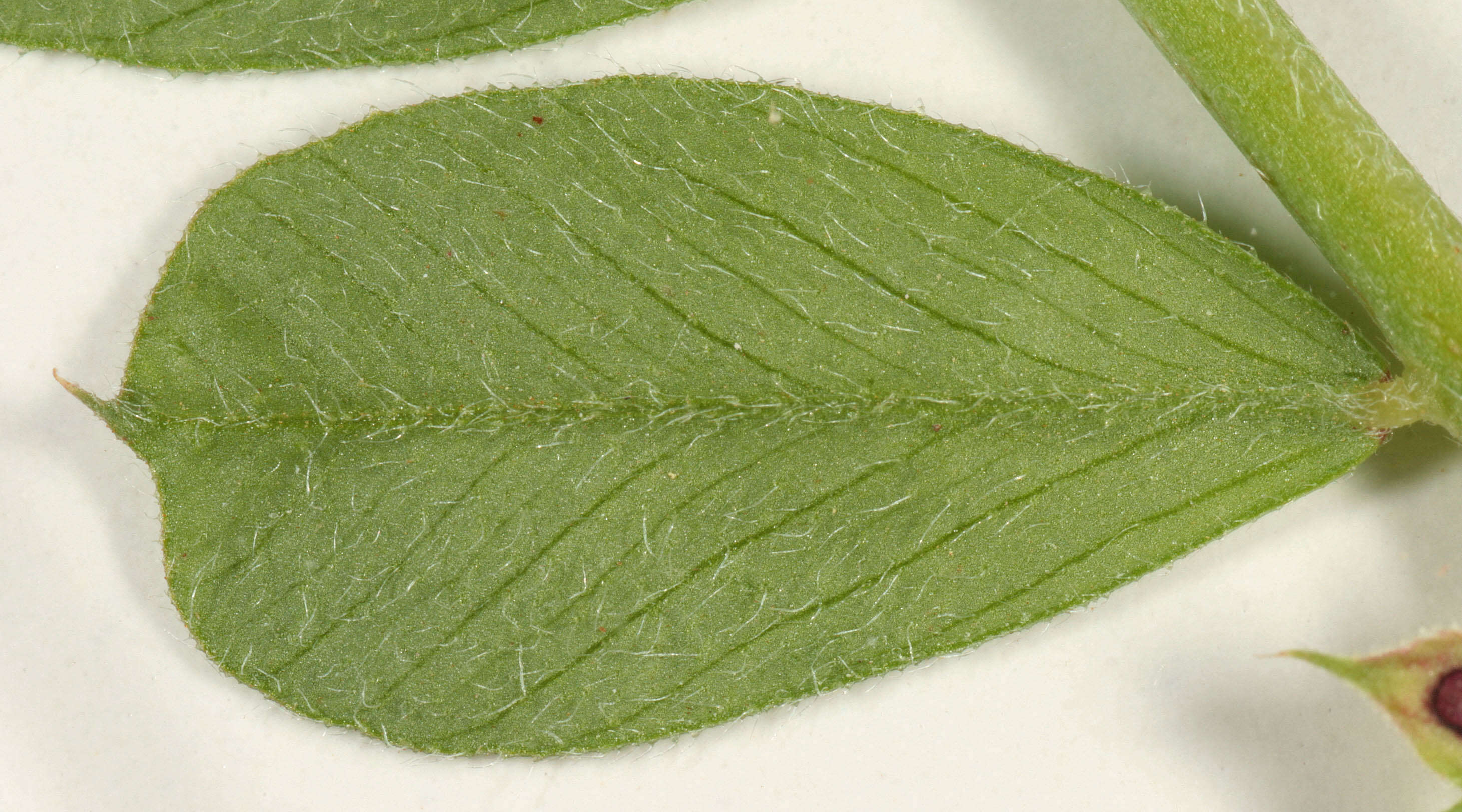 Image of garden vetch