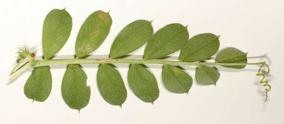 Imagem de Vicia sativa subsp. sativa