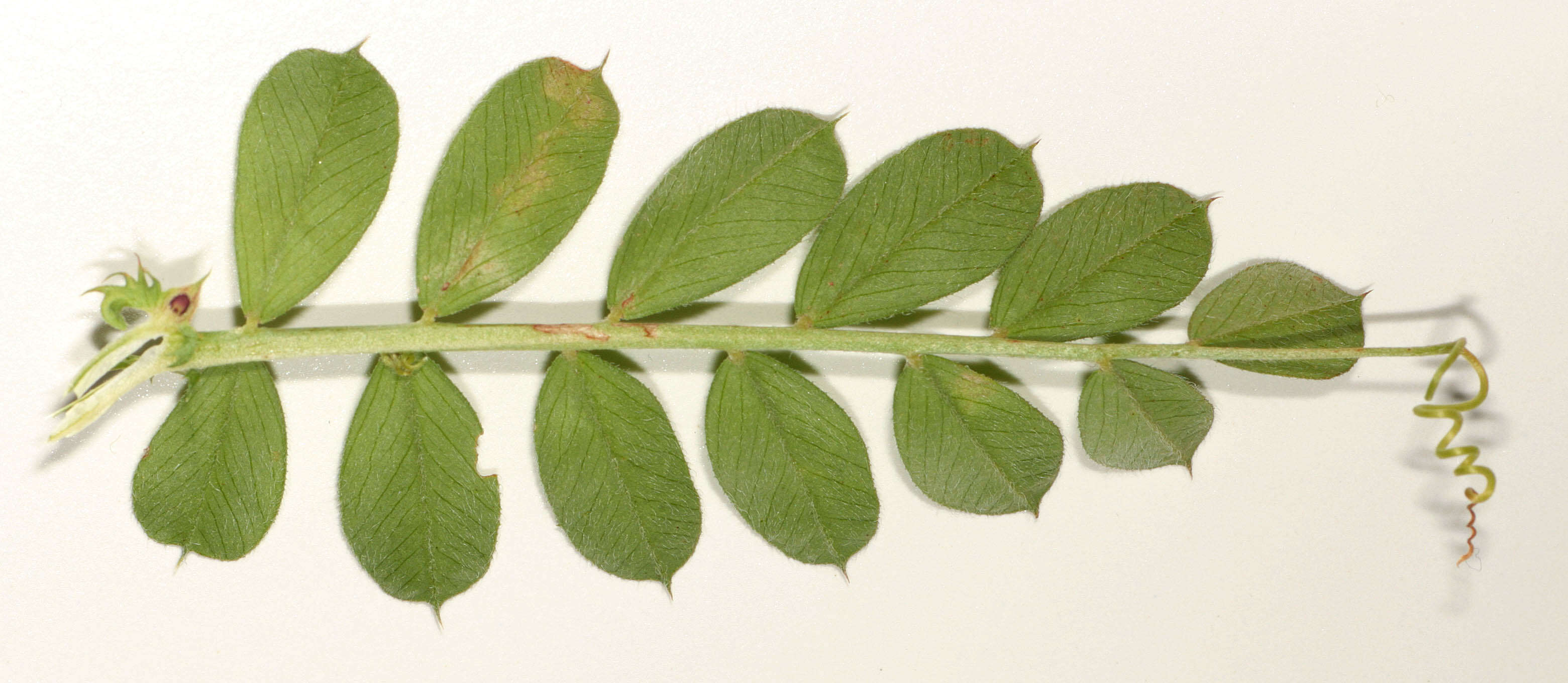 Image of garden vetch