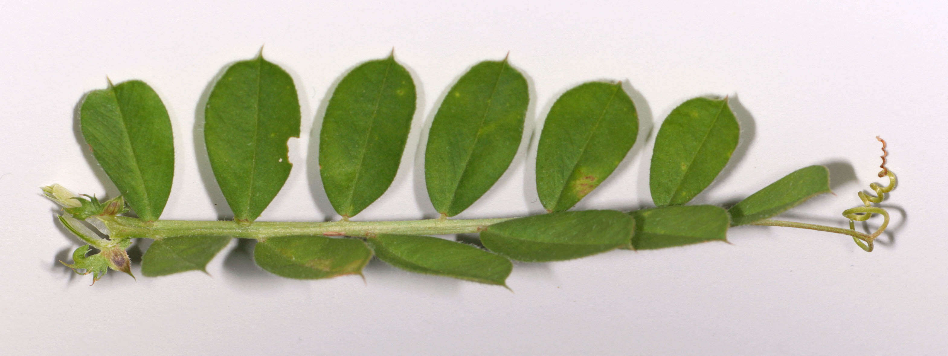 Image of garden vetch