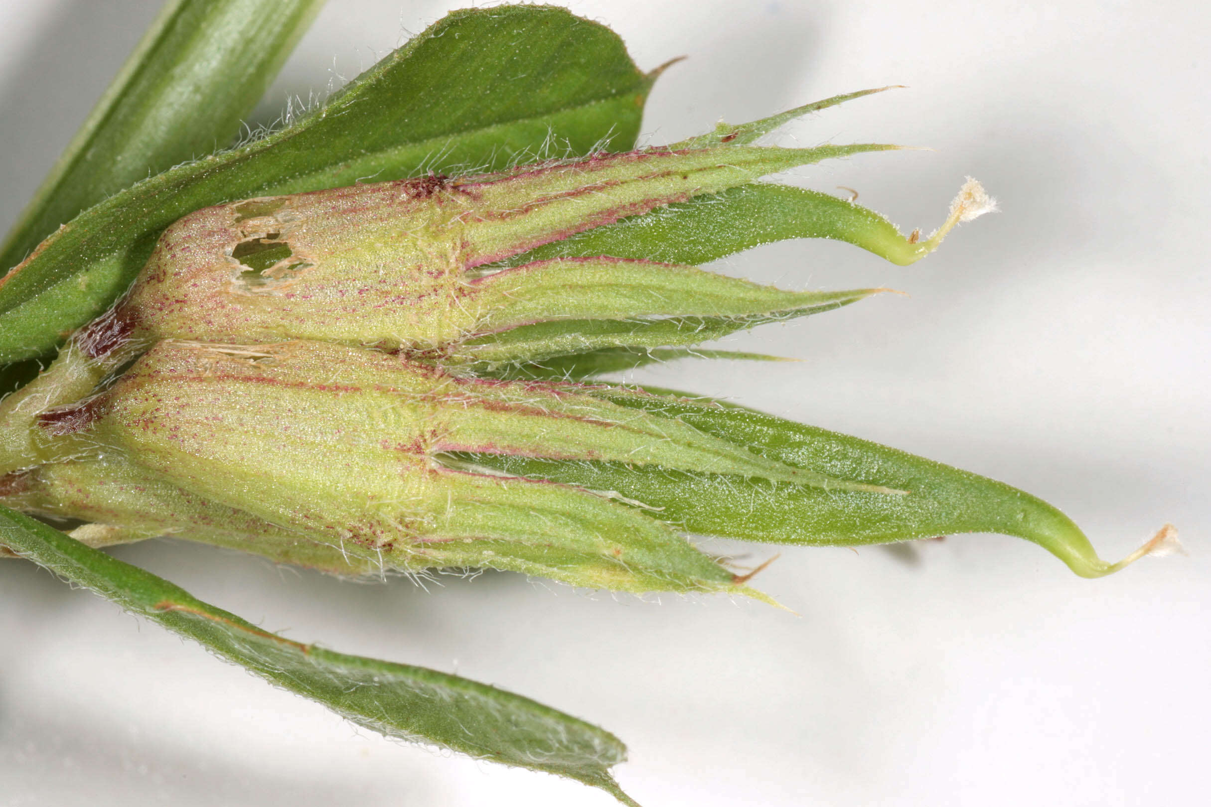 Image of garden vetch