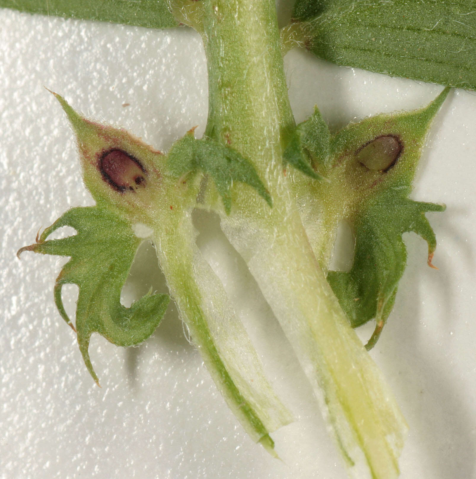 Image of garden vetch