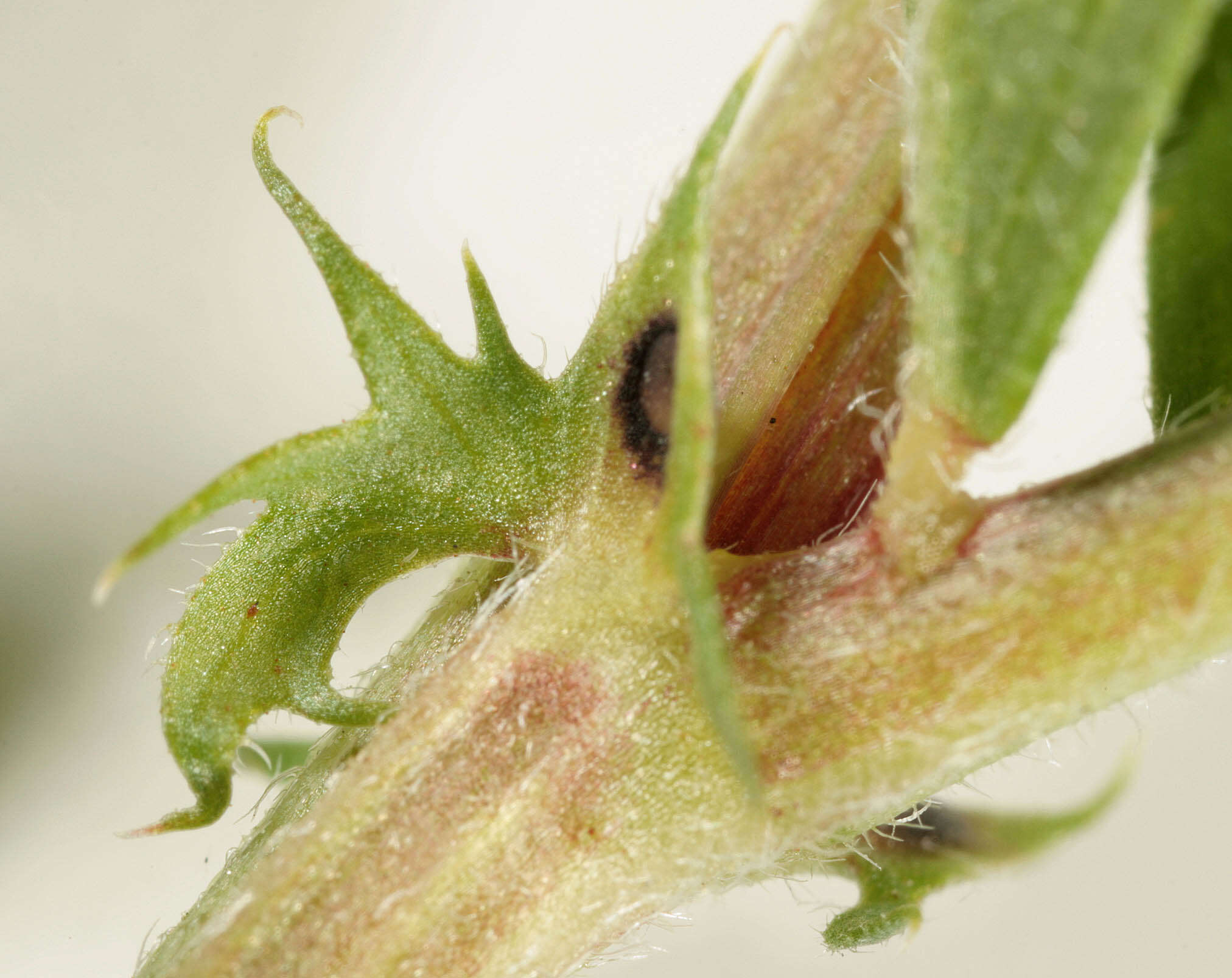 Image of garden vetch