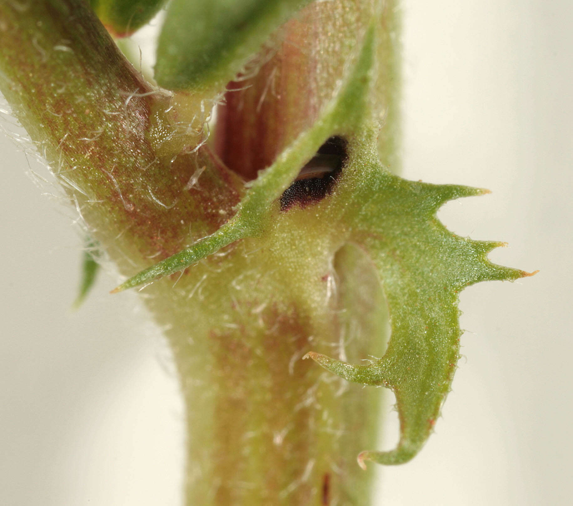 Image of garden vetch