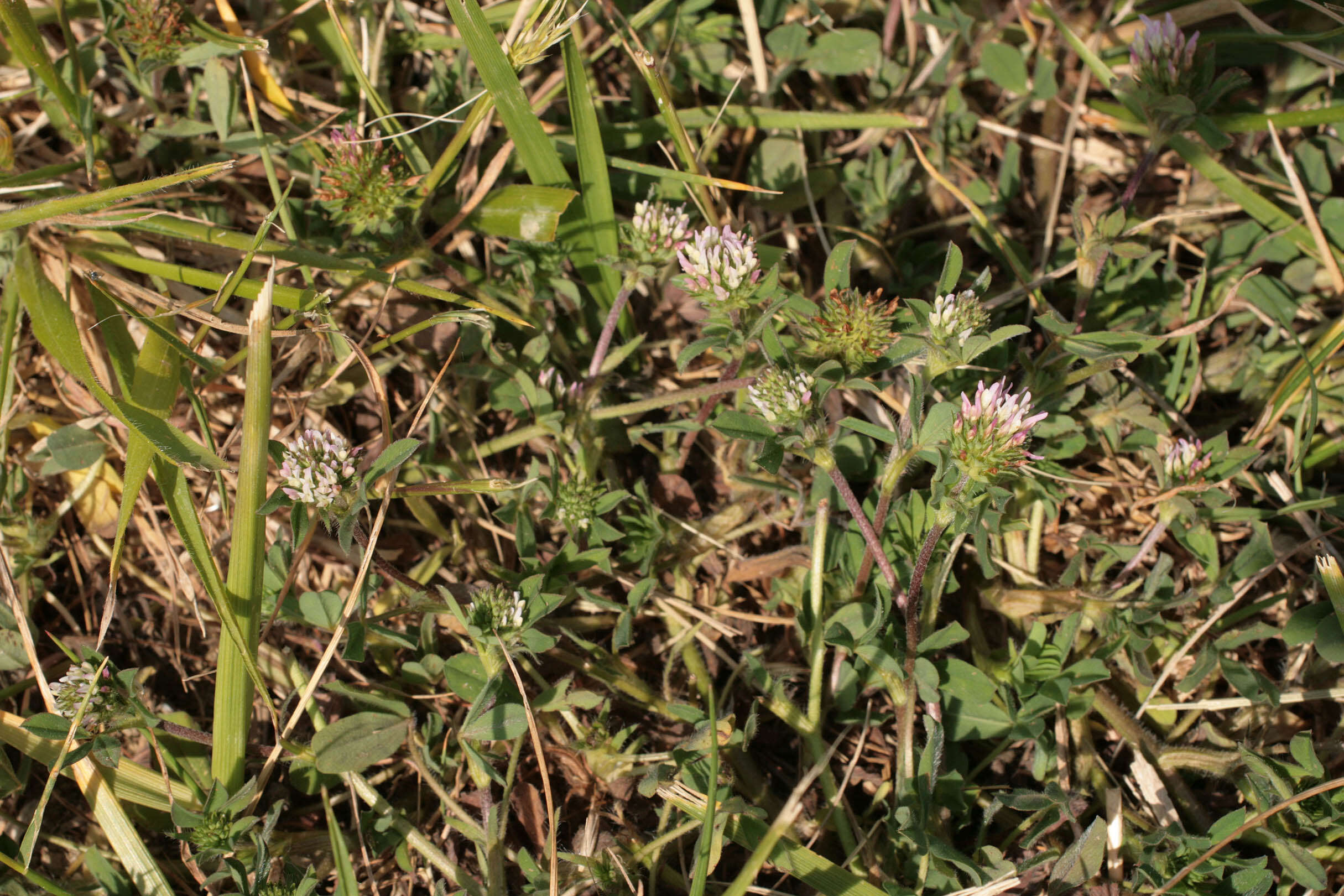 Image of sea clover