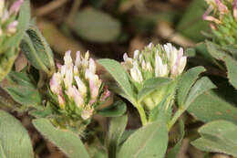 Image of sea clover