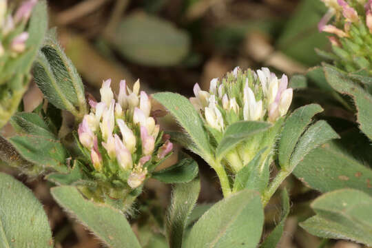 Image of sea clover