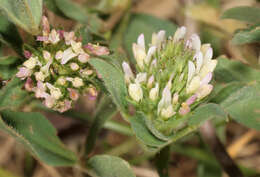 Image of sea clover