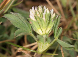 Image of sea clover
