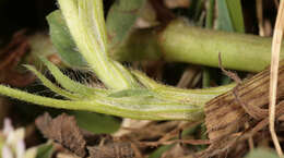 Image of sea clover