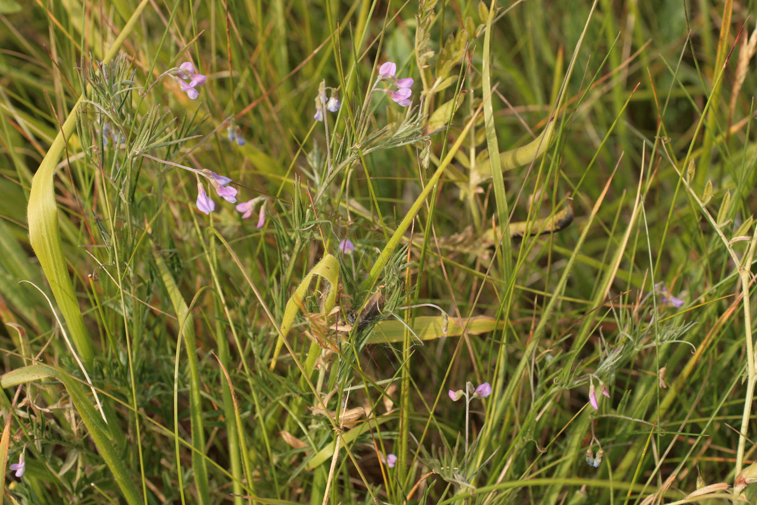 Image of slender tare