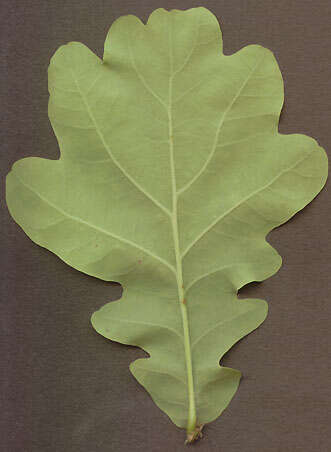 Image of English oak