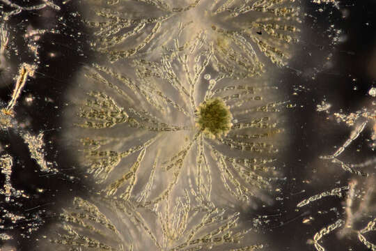 Image of Batrachospermum gelatinosum