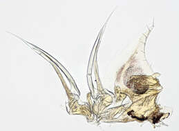 Image of Philosciidae