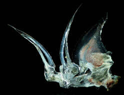 Image of Philosciidae
