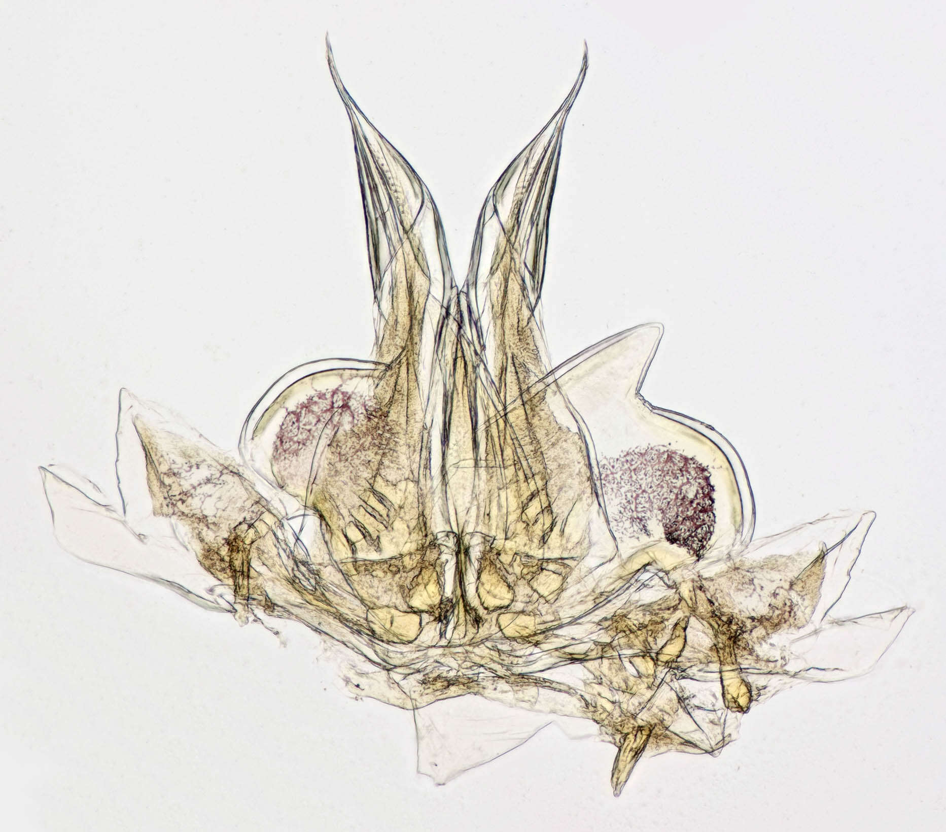 Image of Philosciidae